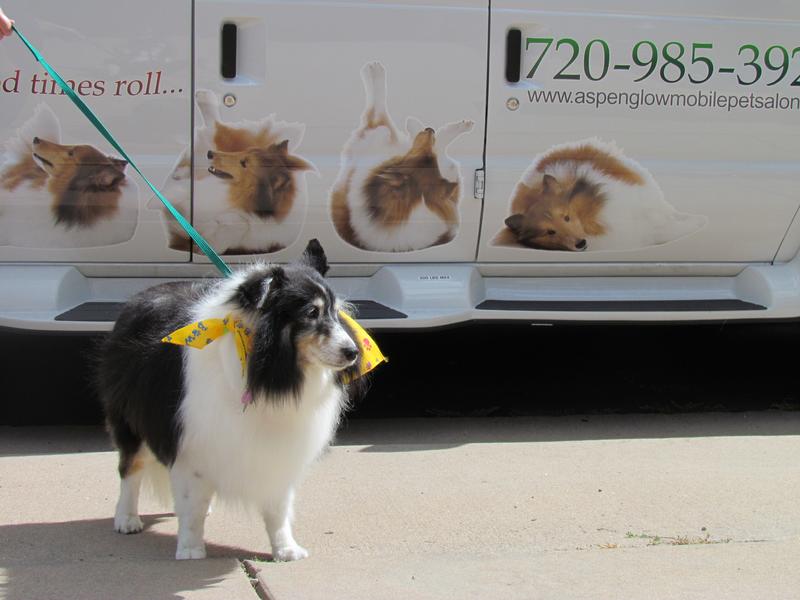 Full Service Mobile Pet Grooming Castle Rock, Castle Pines, Larkspur