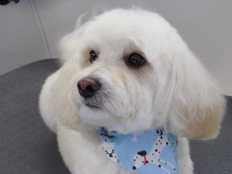 Full Service Mobile Pet Grooming Castle Rock, Castle Pines, Larkspur