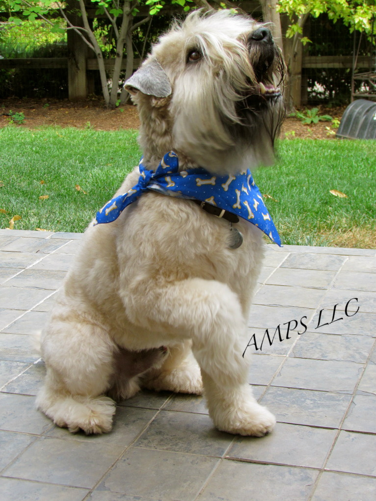 Full Service Mobile Pet Grooming Castle Rock, Castle Pines, Larkspur