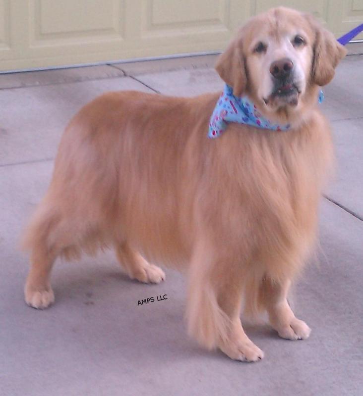 Full Service Mobile Pet Grooming Castle Rock, Castle Pines, Larkspur