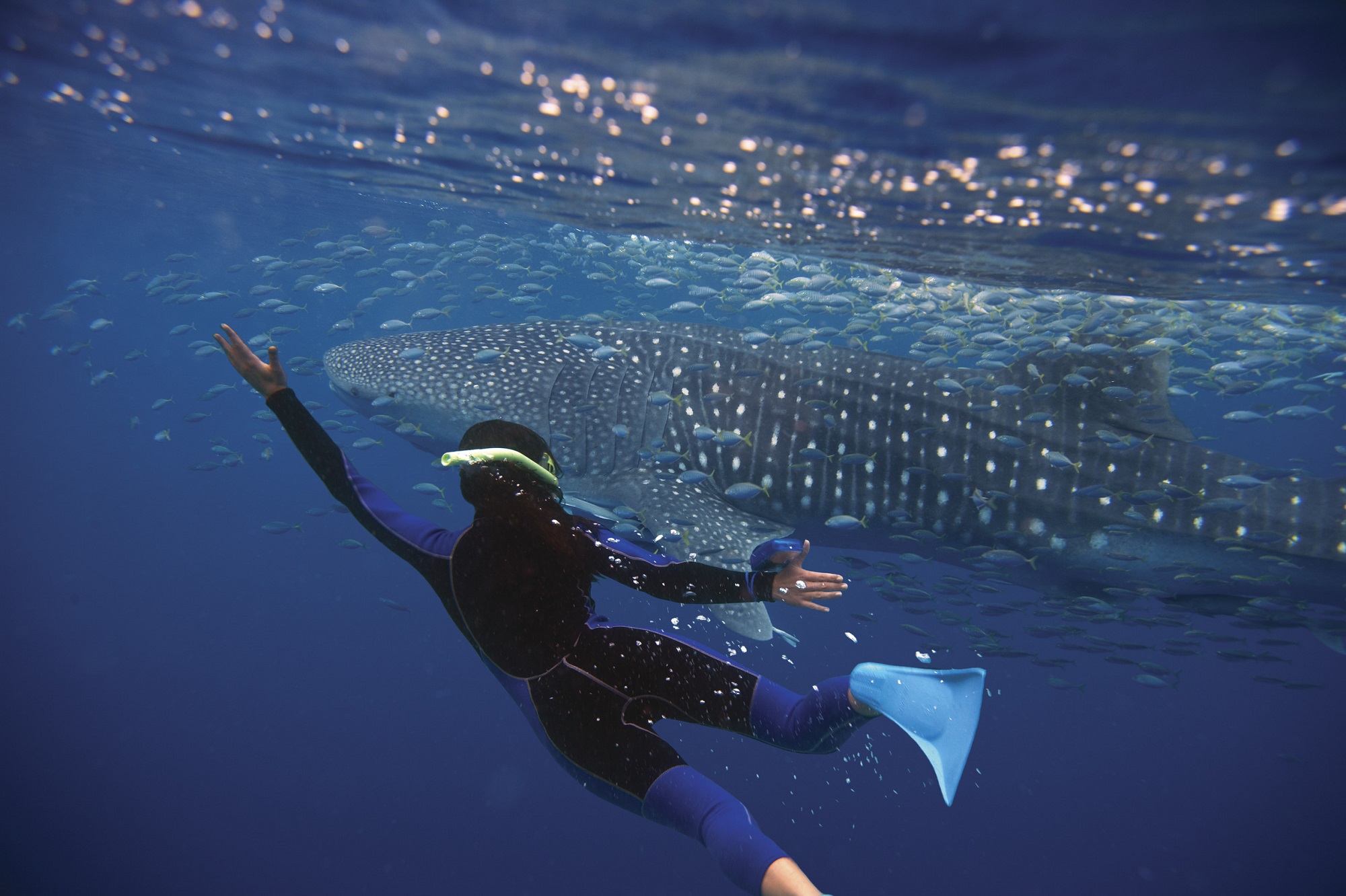 Australia Vacation Package including Ningaloo Reef, Perth, Sydney