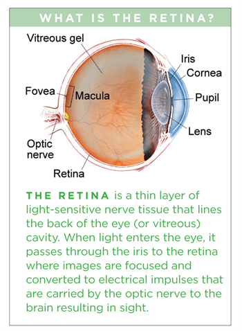 Eye Vitreous Humor