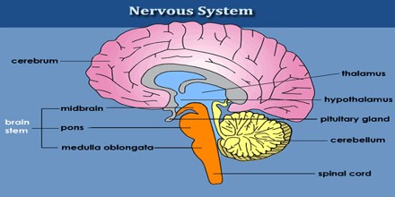 Central Nervous System Diagram Brain . About Nervous System - Assignment Point