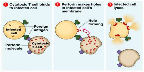 Cytotoxic T cell Assignment Point