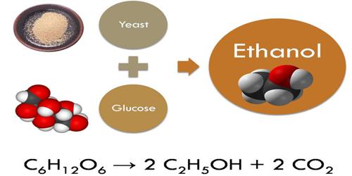 Fermentation Assignment Point