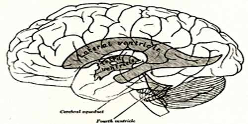 Lateral Ventricles Assignment Point