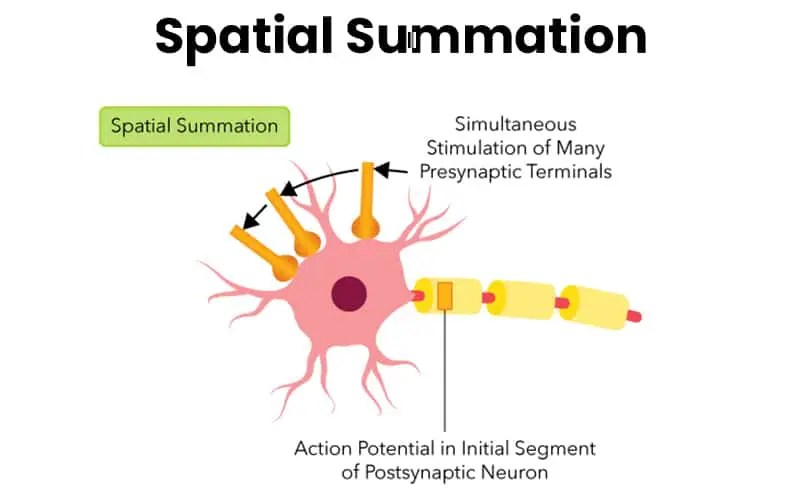 Major Differences Between Temporal vs Spatial Summation