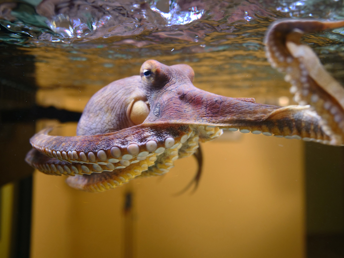 OCTOPUS MAKING CONTACT The scoop on the new PBS documentary Part 1