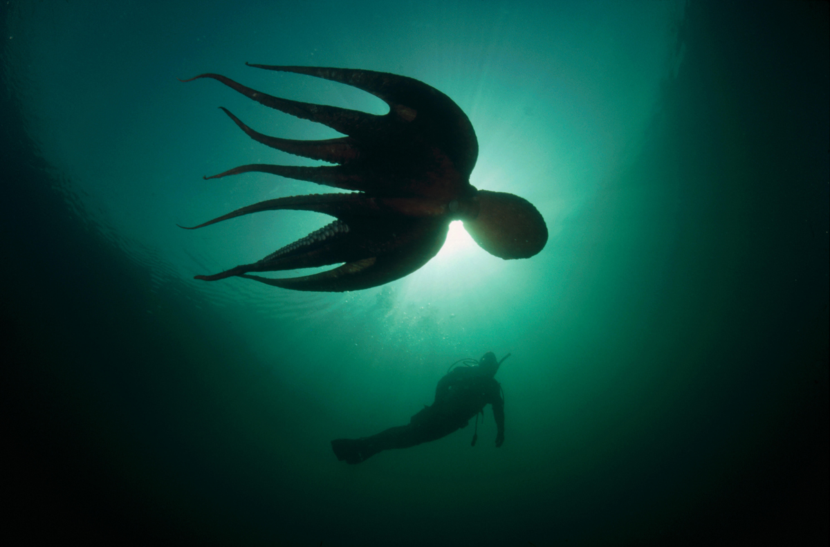 The scoop on NATURE OCTOPUS MAKING CONTACT Part 1 Assignment X