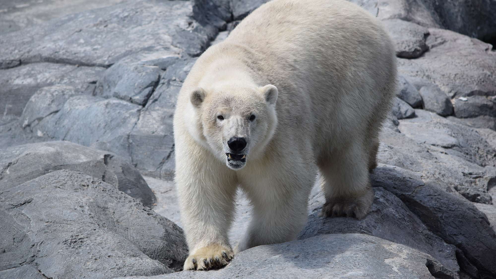 How Glitter and Poop Help Us Study Polar Bears Assiniboine Park
