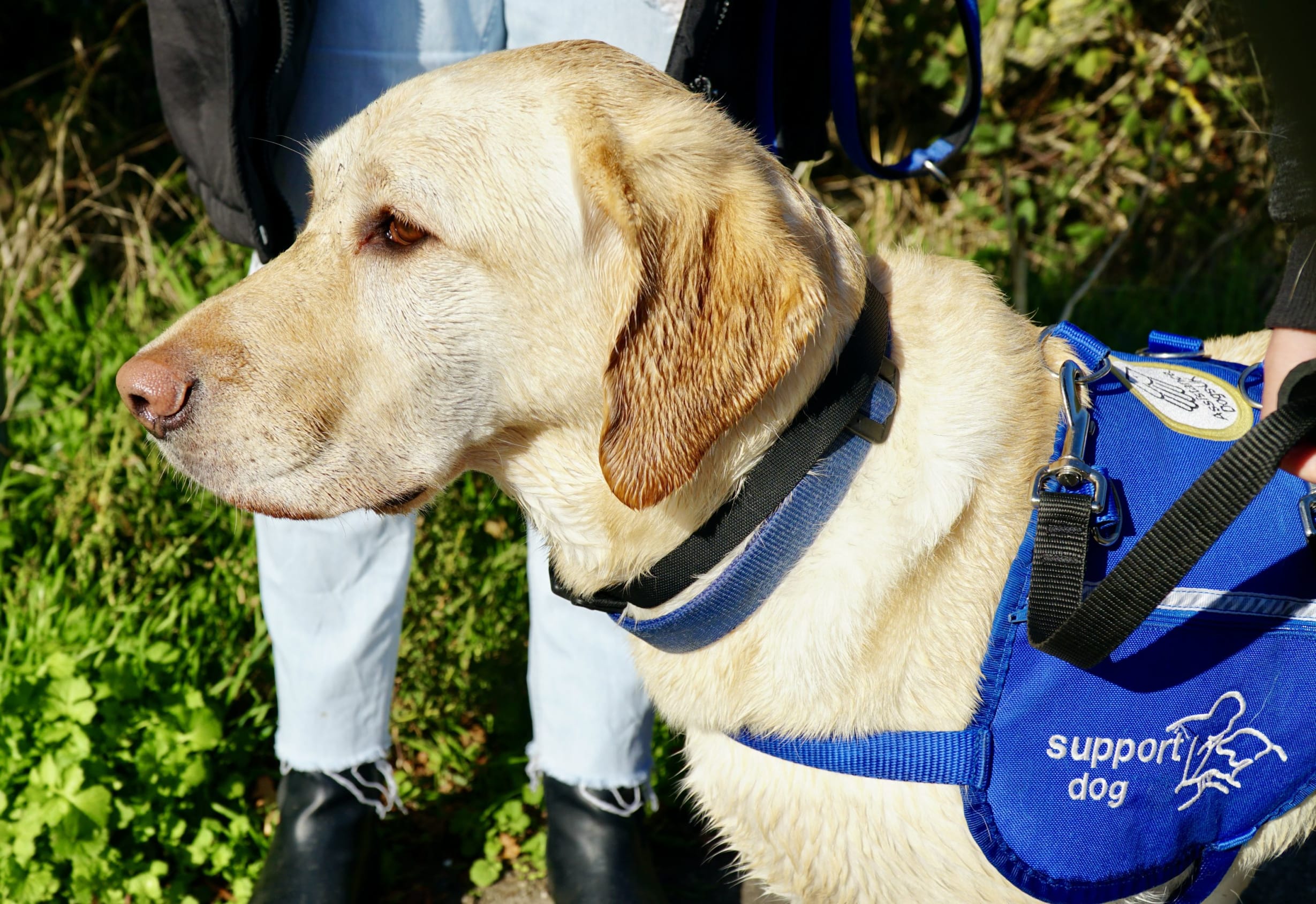 Autism assistance dogs ADUK