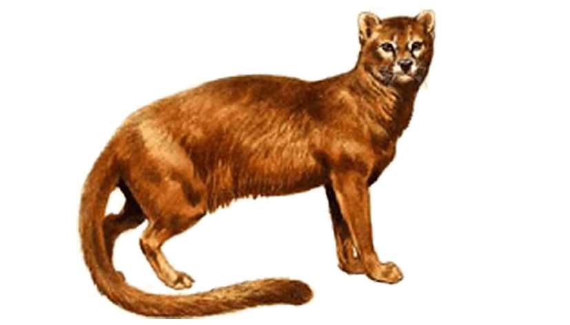 L Histoire Du Chat De La Prehistoire A Nos Jours Et Son Expansion A Travers Le Monde