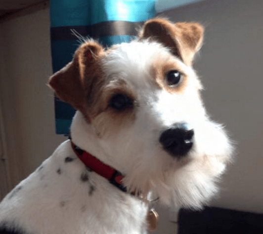 Gaou mâle Fox Terrier 4 ans • Association Galia