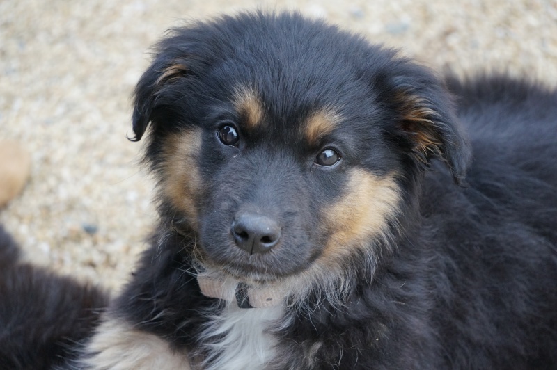 Mamba chiot femelle croisé Berger Australien/Berger Allemand 3 mois et