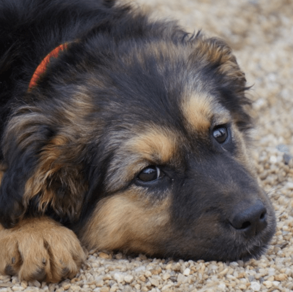 Moxie chiot femelle croisé Berger Australien/Berger Allemand 3 mois et