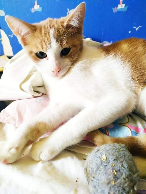Association Sauve Adoption chats Paris, parrainage