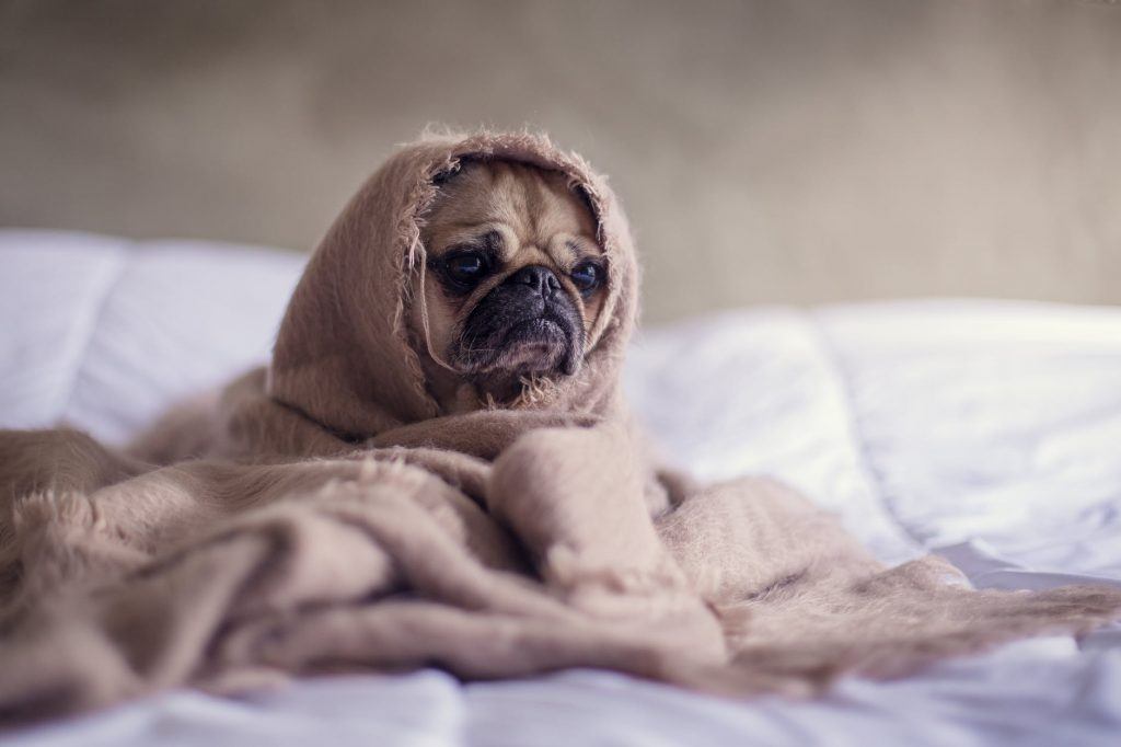 Comment reconnaître les maladies du chien