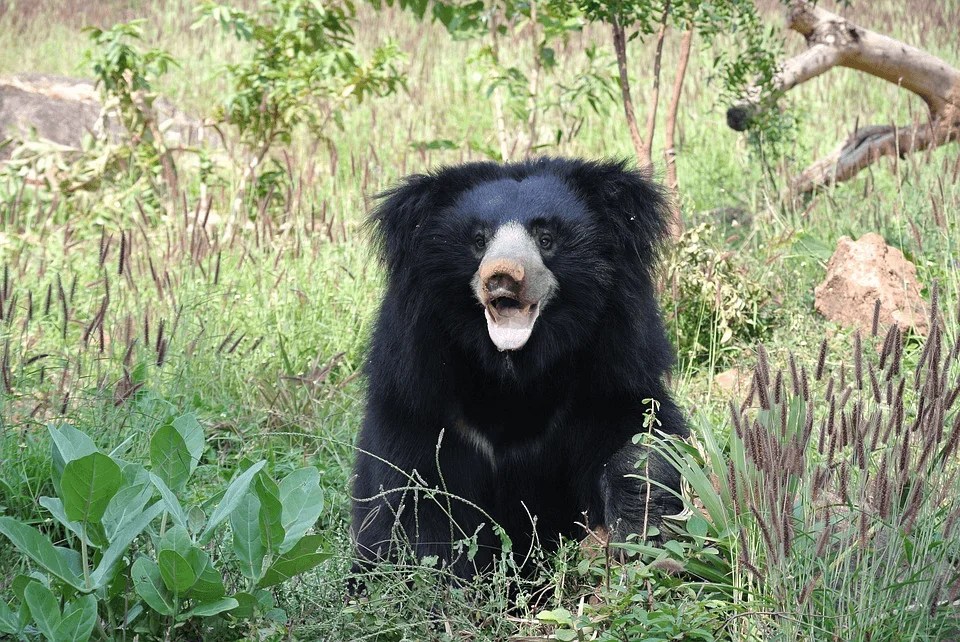 Six Rare Bear Species from Around the Globe AsterPix
