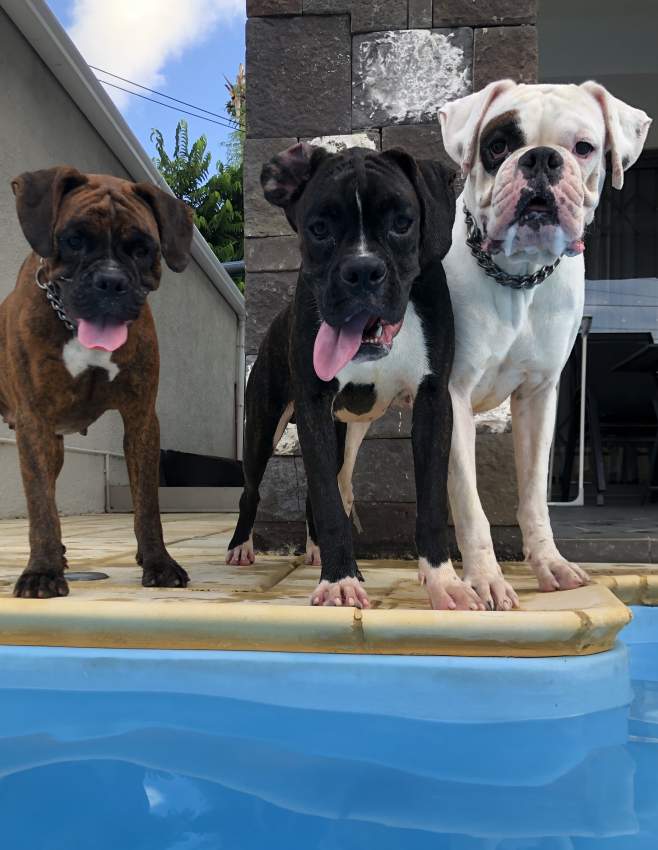 Male boxer dog black pure breed for sale Aster Vender Dogs