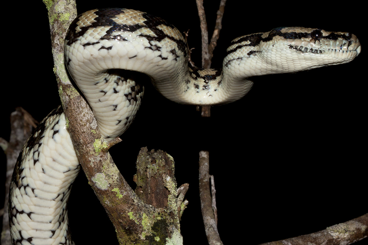 Jungle Carpet Python A Stray Liana