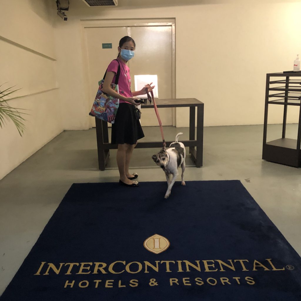 InterContinental Singapore Pet Staycation Review Atas Cheapo