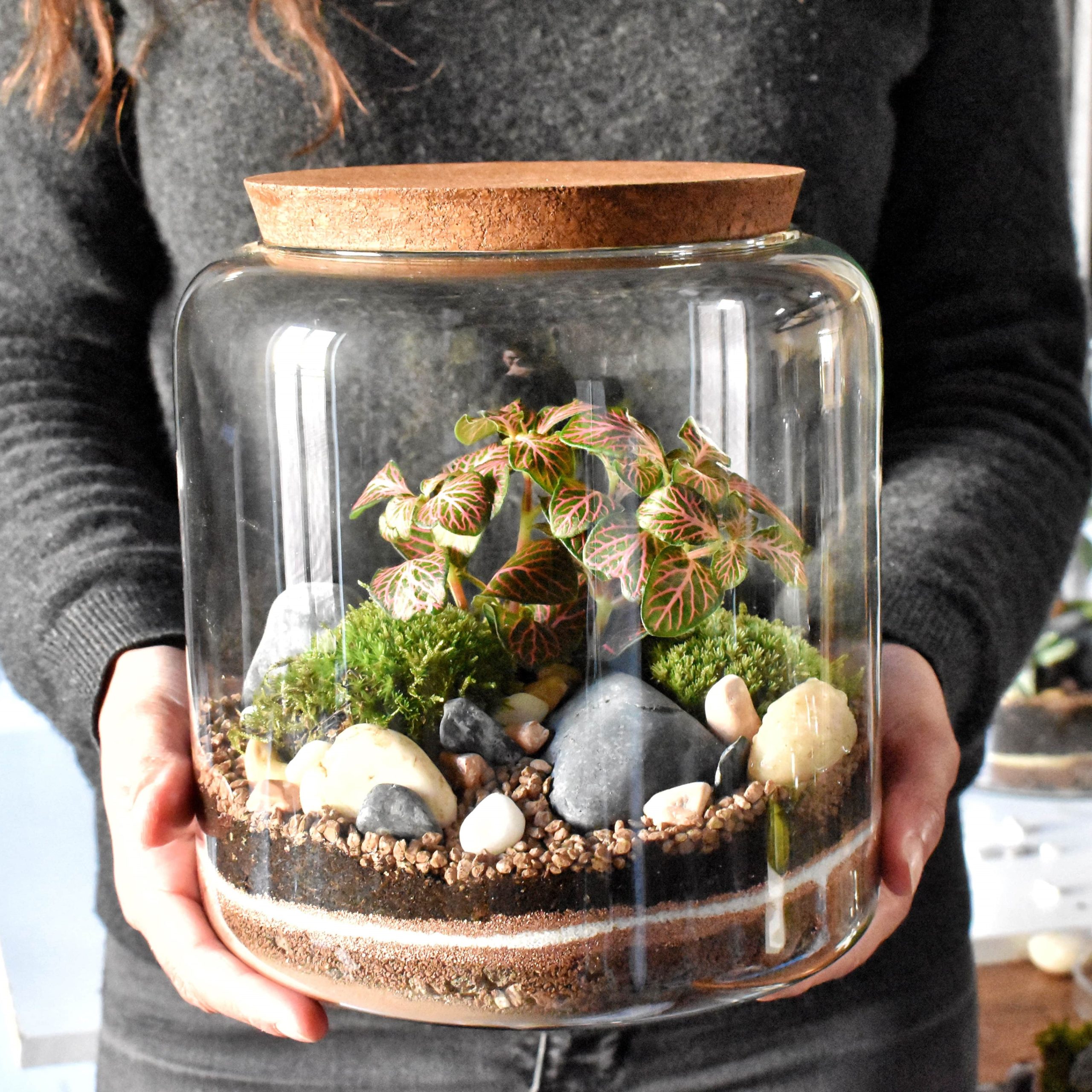 Kit Terrarium DIY Kanito Bocal & Fittonia Bois Joli