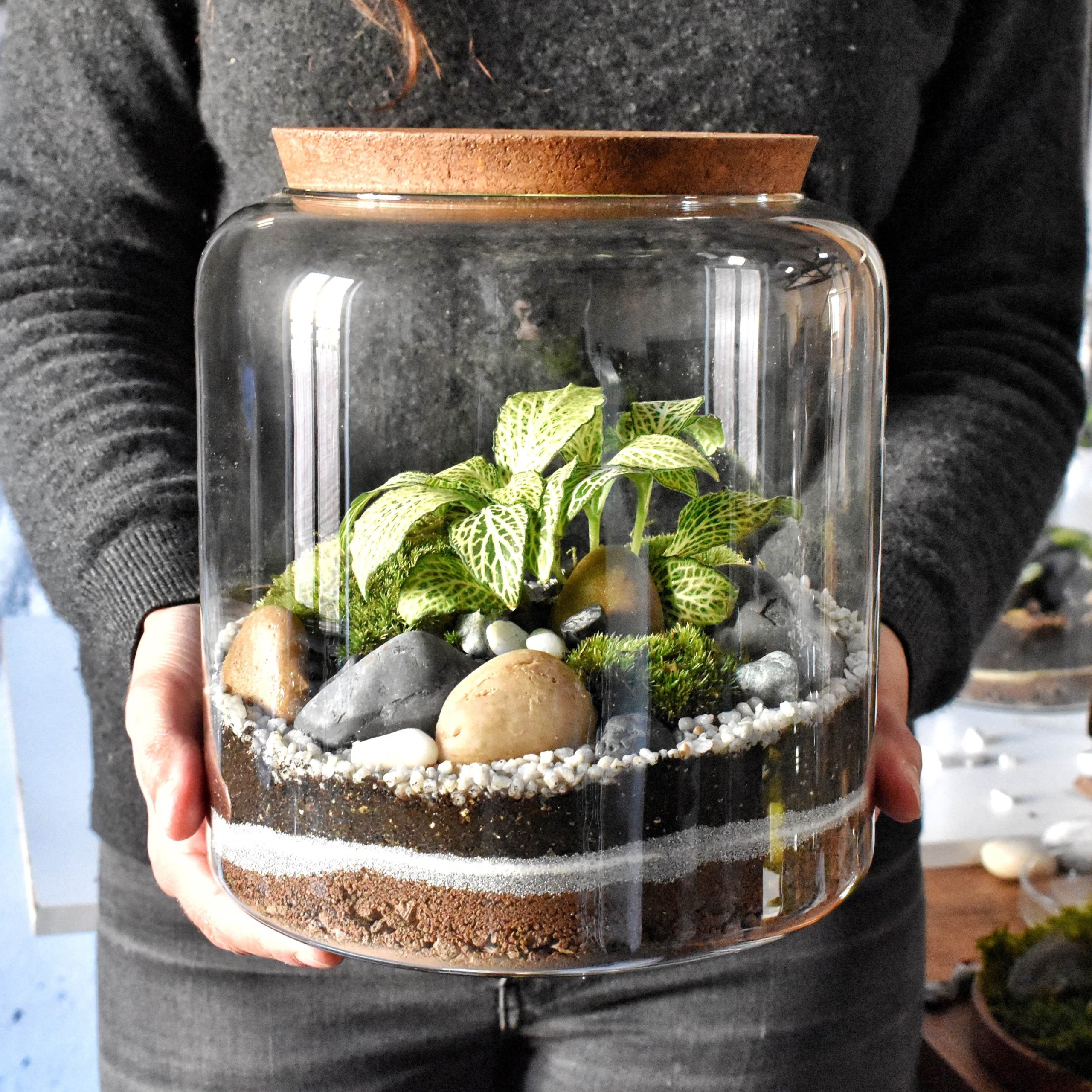 Kit Terrarium DIY Kanito Bocal & Fittonia Bois Joli