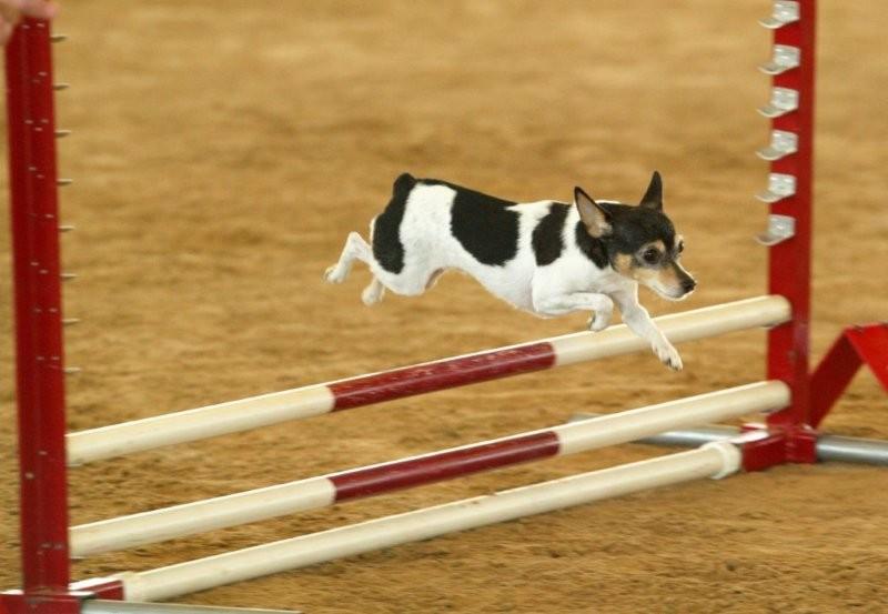 Toy Fox Terrier Performance