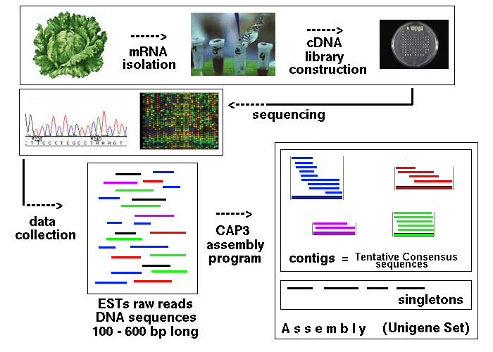 Visualization tools for studying ESTs, conserved orthologous sequences