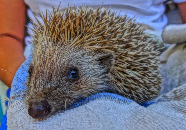 Animal Welfare and Environment in Greece