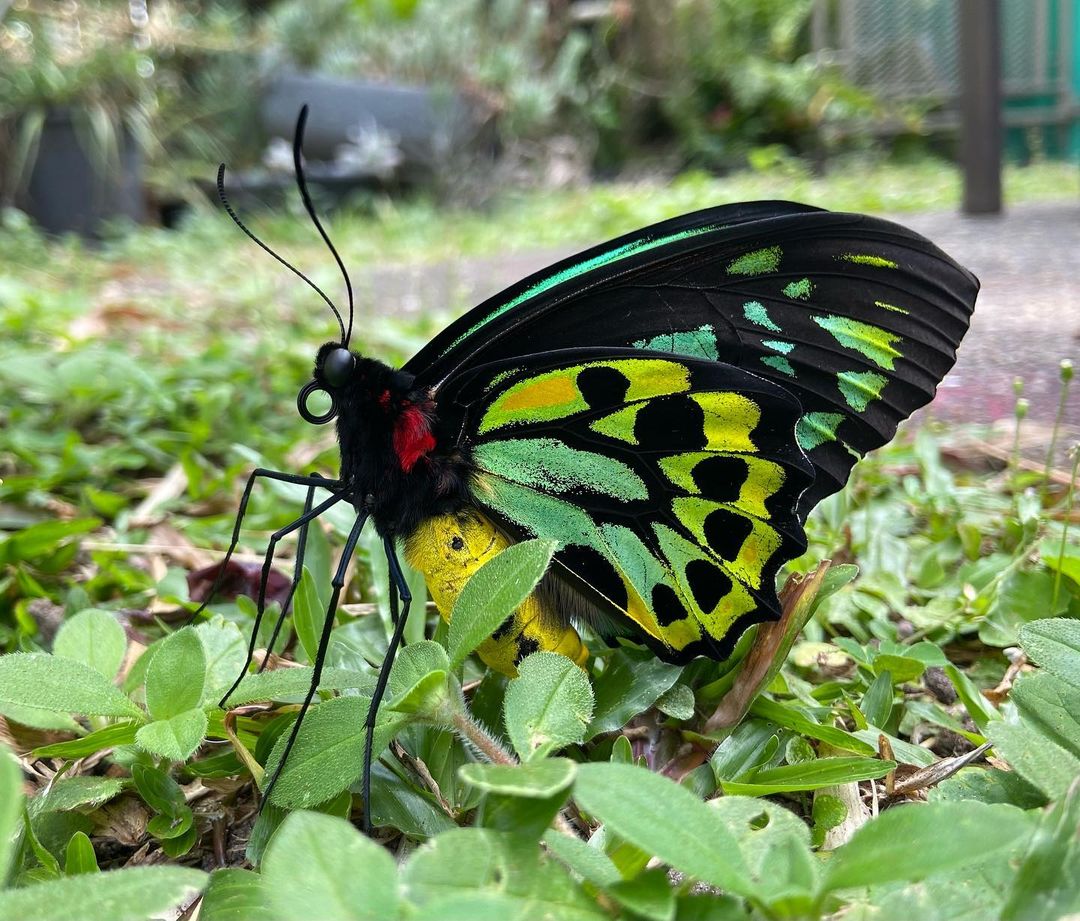 The 5 most Beautiful Butterflies on the Atherton Tablelands Atherton