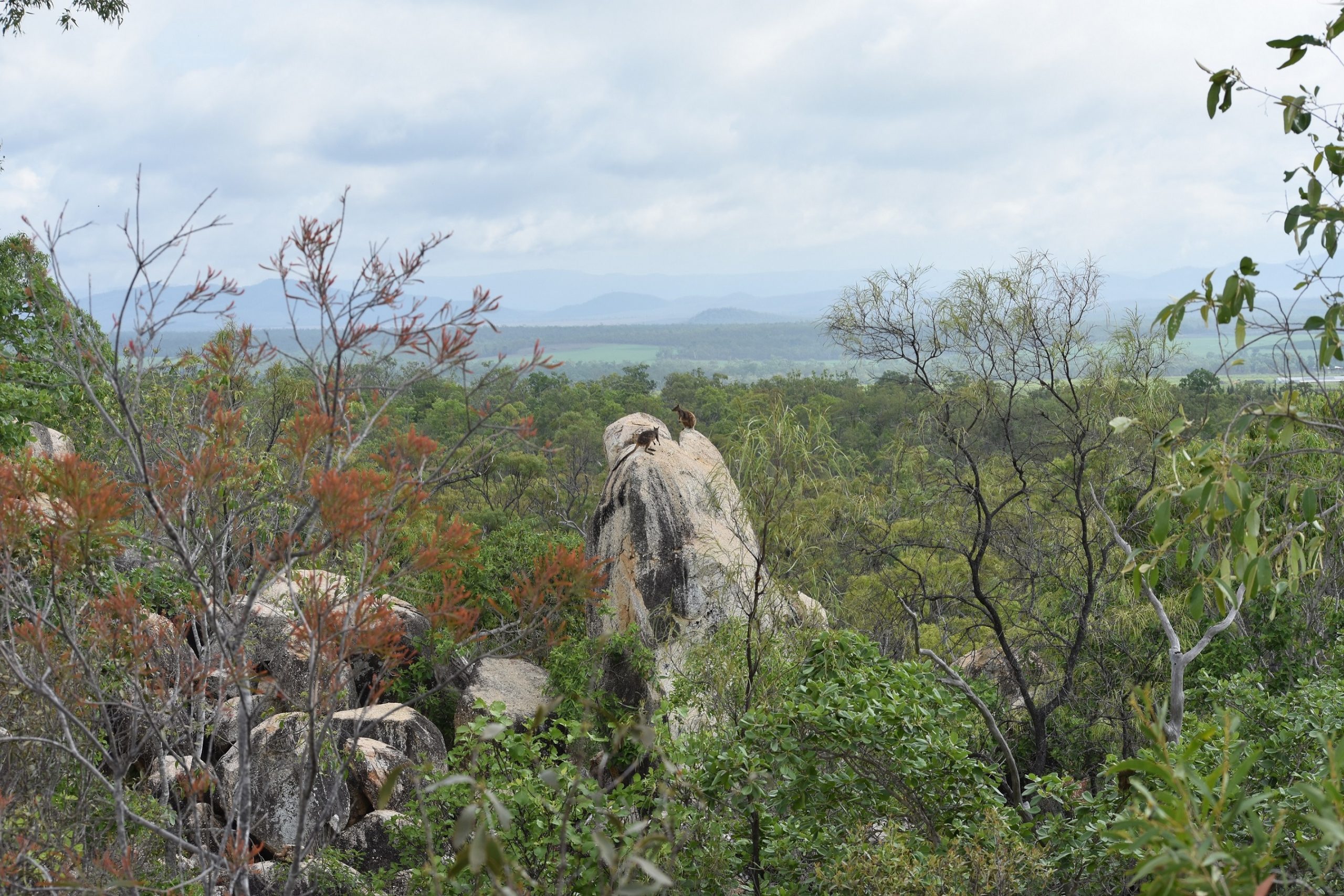 Ironbark House Dimbulah Atherton Tablelands