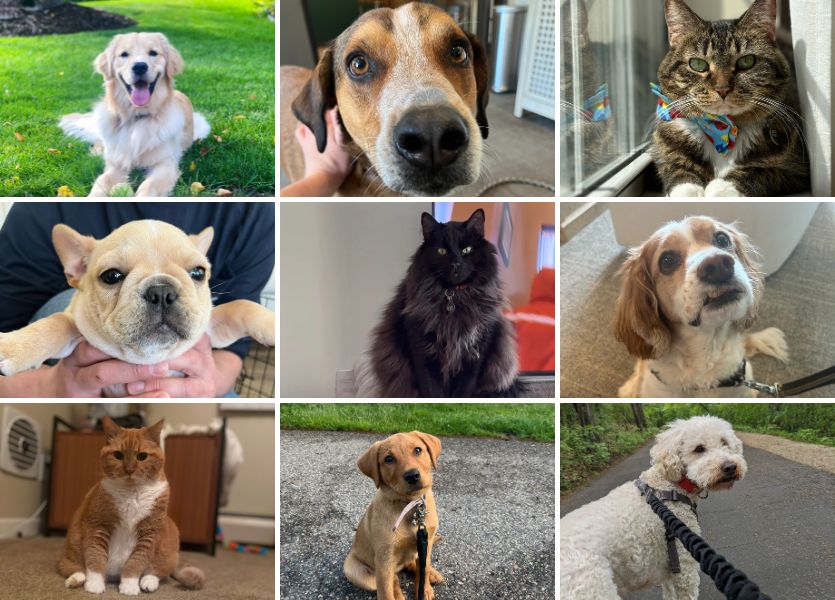 PetFriendly Apartments At Home Apartments