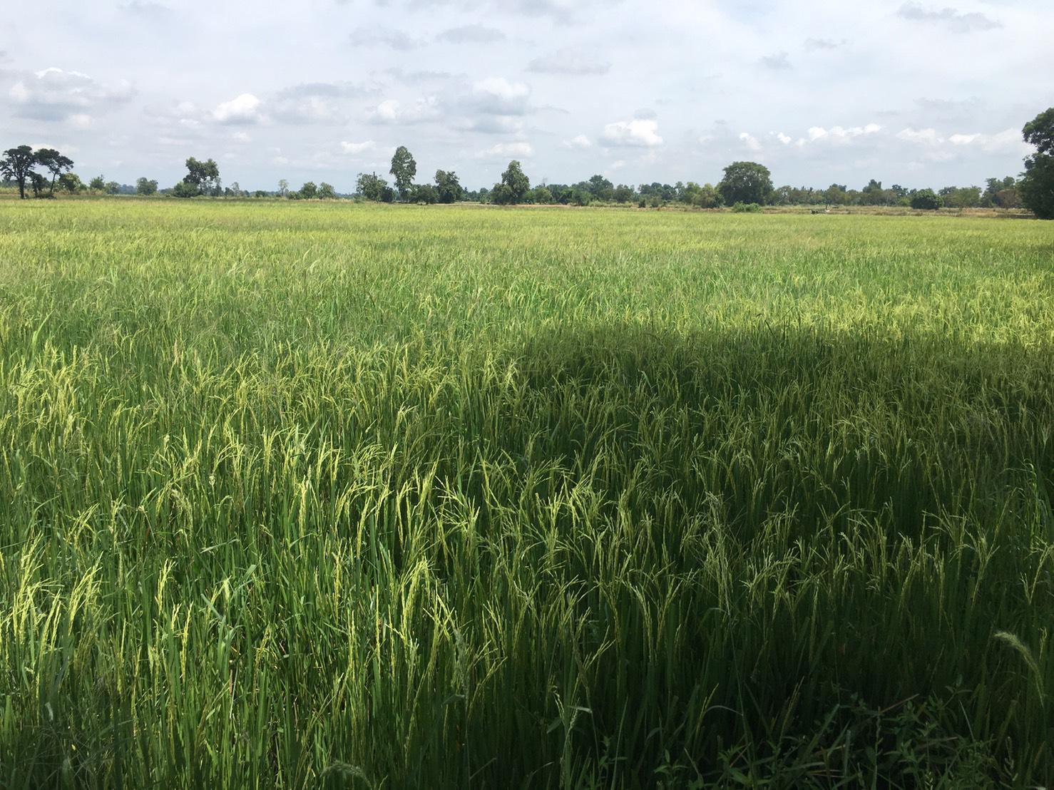 Sale of large rice fields, 27 rai, very beautiful plots with shady