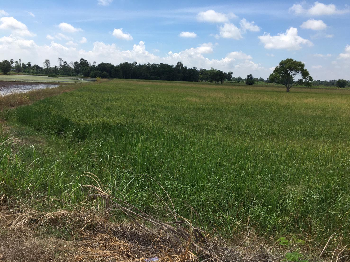 Sale of large rice fields, 27 rai, very beautiful plots with shady