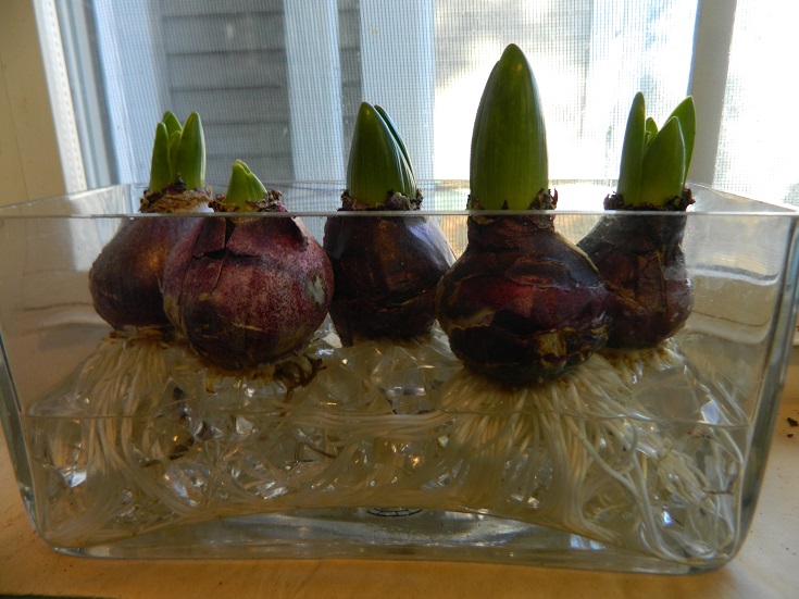 Kimberly L. Jackson New Jersey Gardens Hyacinths An easy bulb to