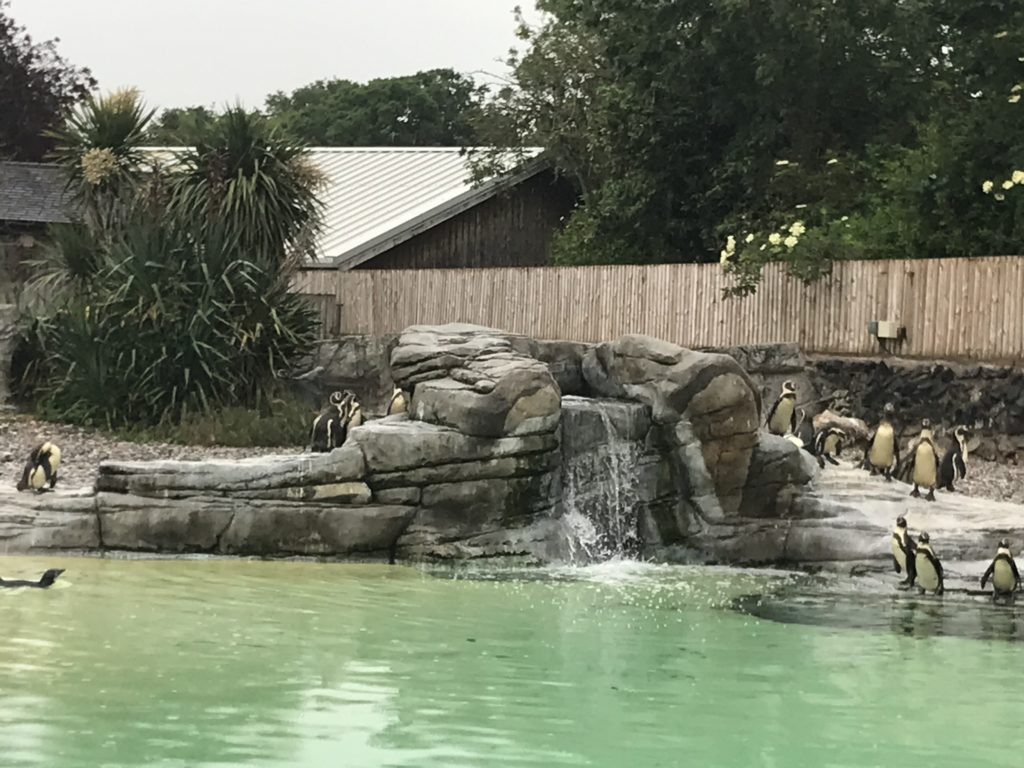 Behind the scenes as Chester Zoo prepares to reopen to visitors