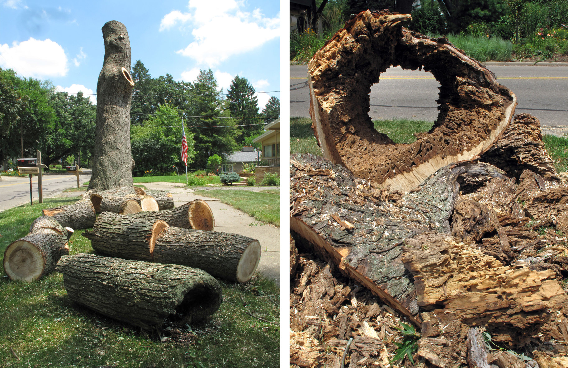 Protect Your Property with Insect Tree Inspections Sandy Springs