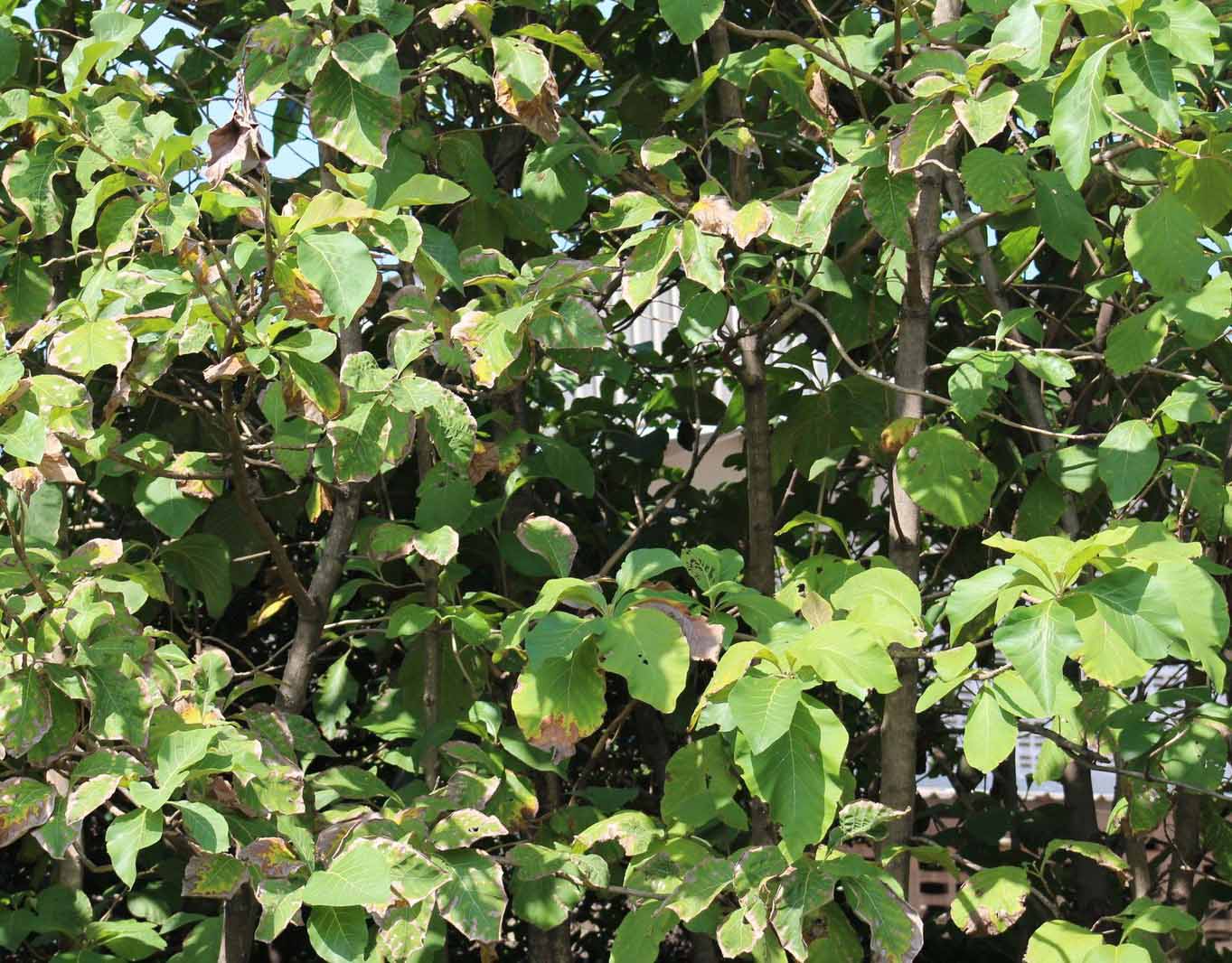 Environmentally Friendly Outdoor Furniture Atlanta Teak