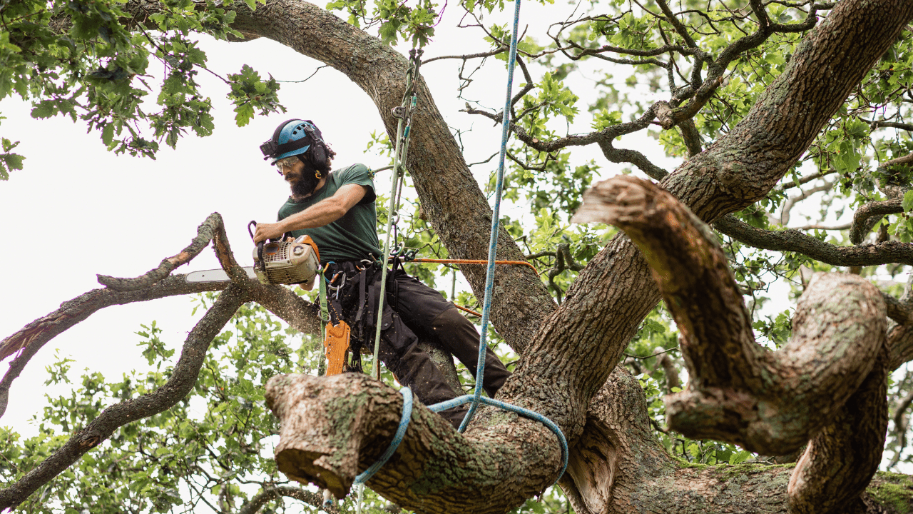 How to Remove a Large Tree Diy Vs. Hiring a Professional Atlas Tree