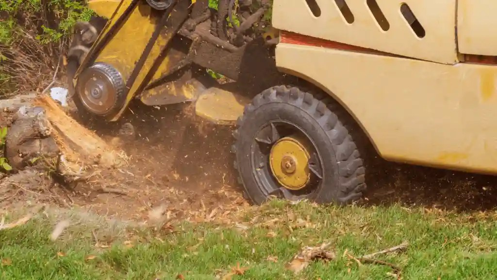 How to Remove a Root Ball Guide and Arborist Services