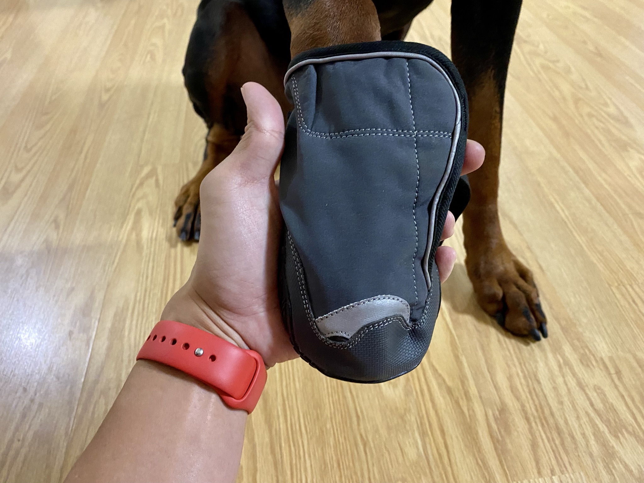All About Dog Booties For Your Doberman ATLAS' Den