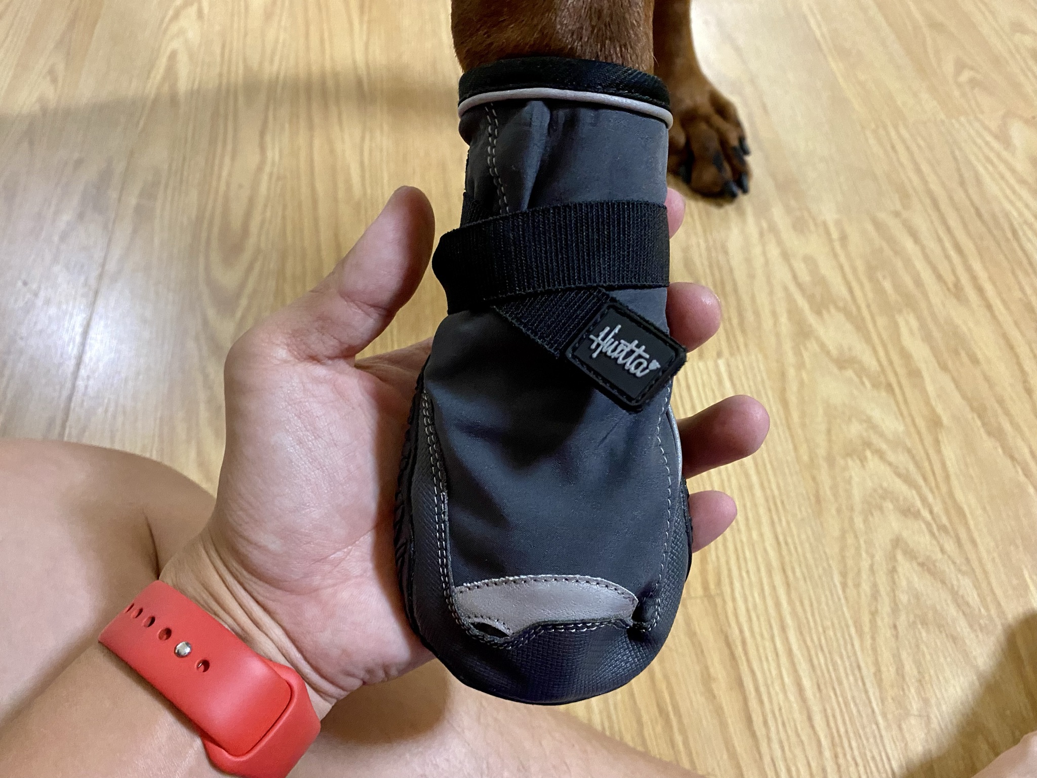 All About Dog Booties For Your Doberman ATLAS' Den