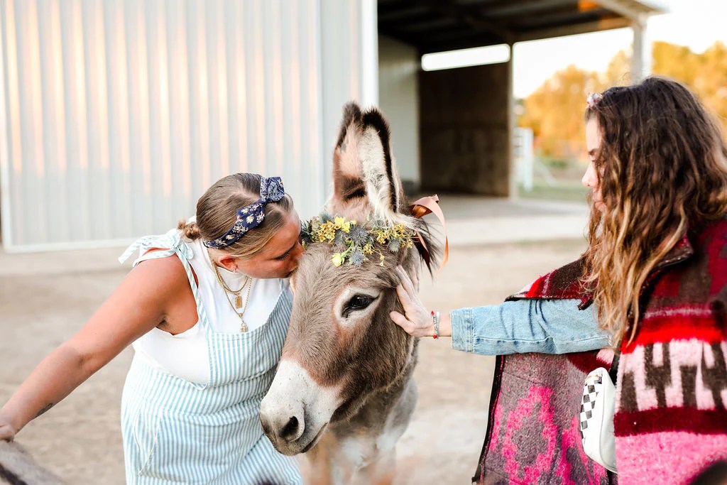 Donkey Dining Tips for Feeding and Caring for Donkeys Atlanta