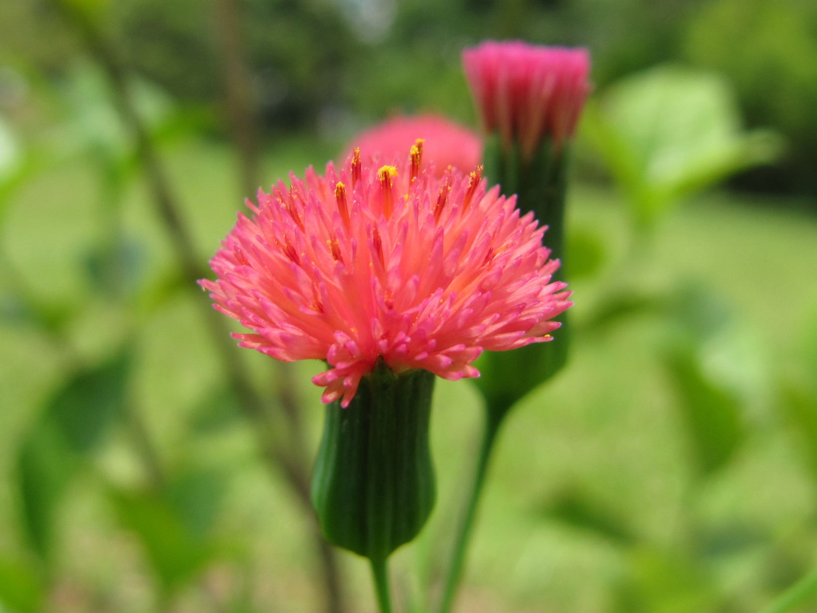 Emilia (Tassel Flower) A to Z Flowers