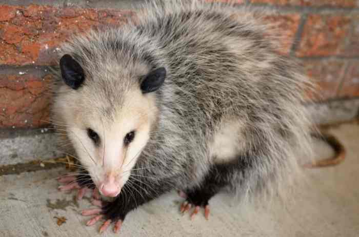 What kind of food do possums like to eat