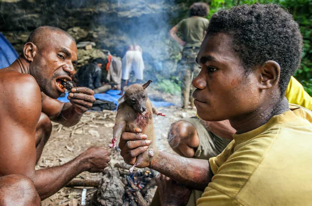 What Eat Foxes? 13 Predators of a Fox