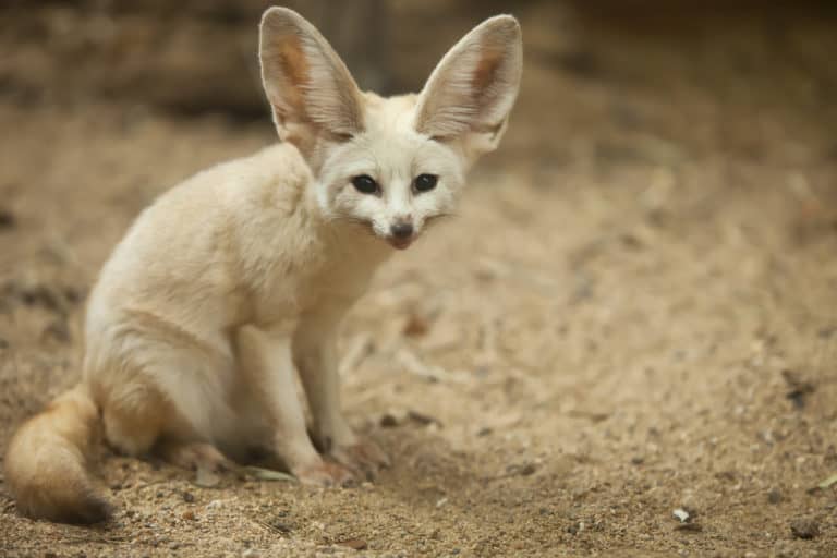 15 Things Fennec Foxes Like to Eat Most (Diet, Care & Feeding Tips)