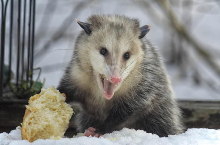13 Things Possums Like To Eat Most (Diet, Care & Feeding Tips)