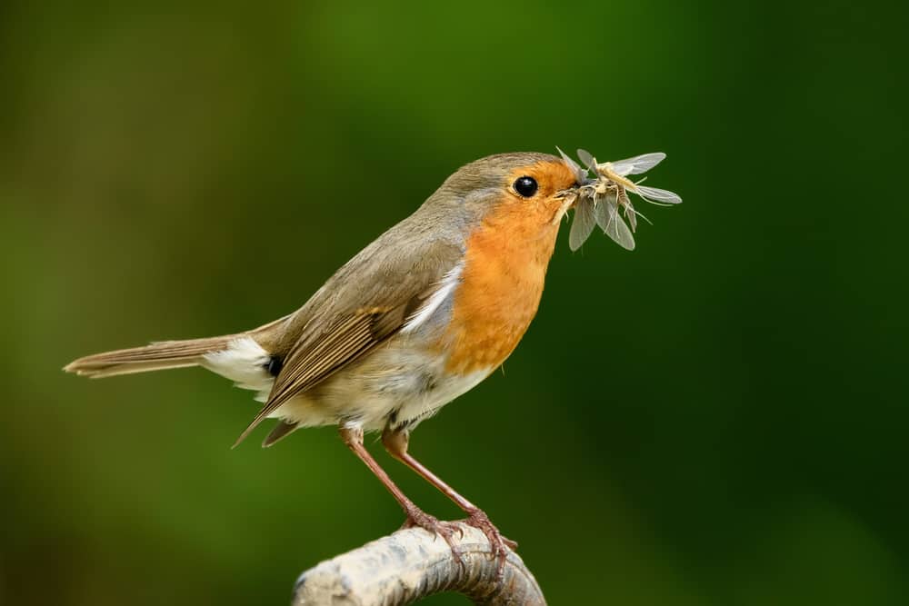 7 Things Robins Like to Eat Most (Diet, Care & Feeding Tips)